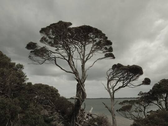 Twisted Sisters Churchill Island