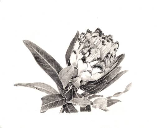Protea neriifolia