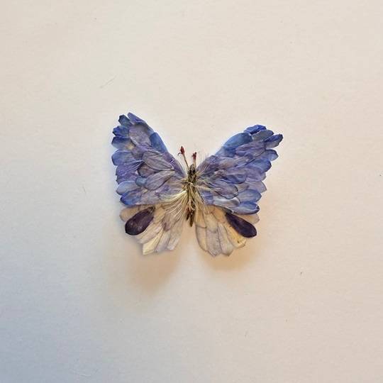 Butterfly Set 2
