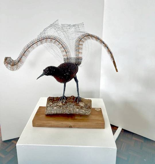 Lyre Bird